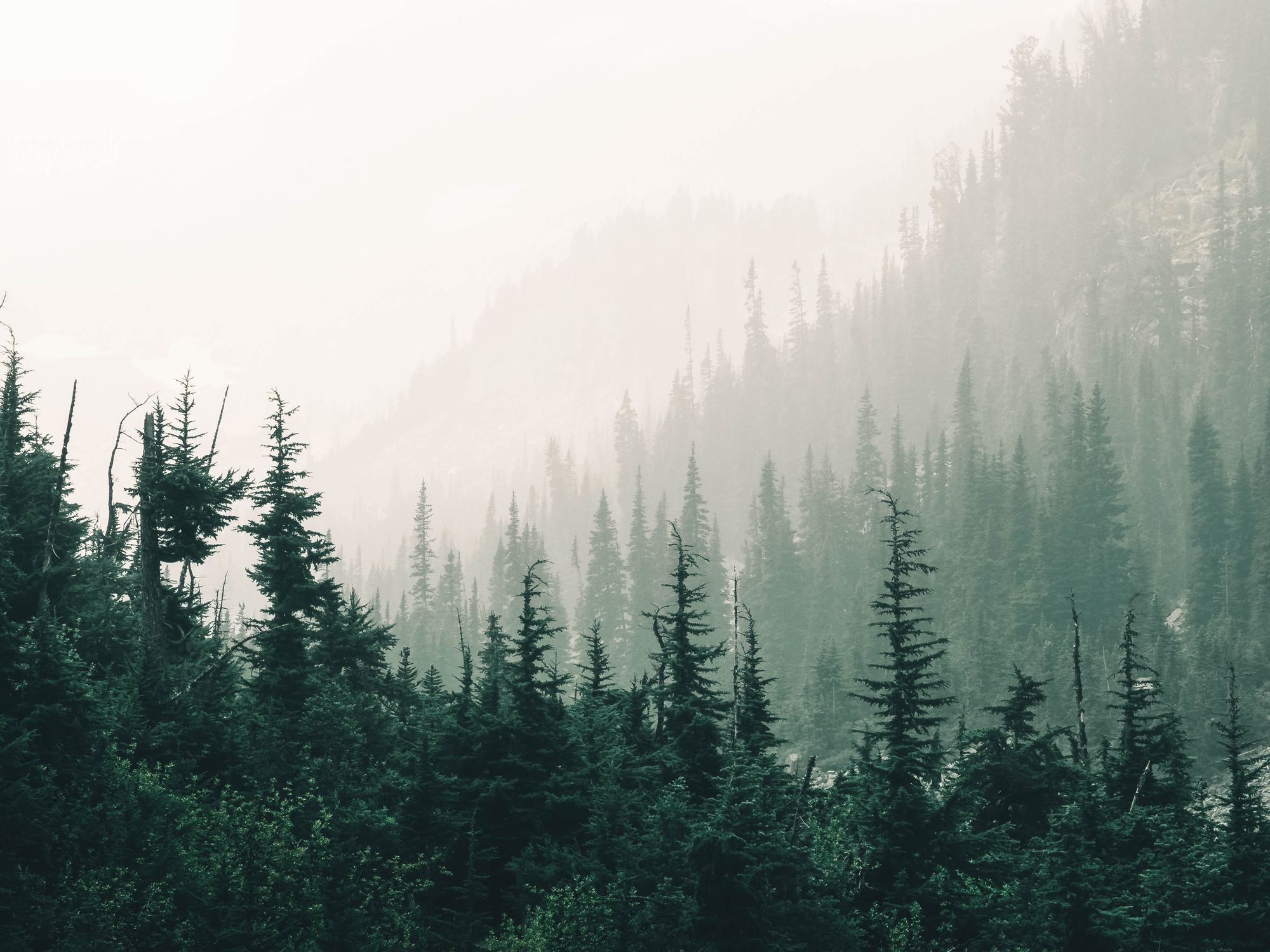A dense pine forest on a hillside fading into mist